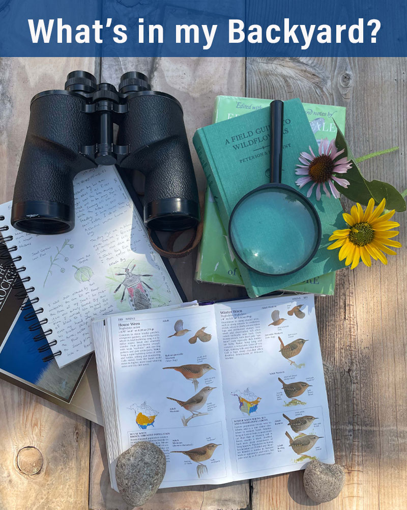 Some field guides and naturalist gear.