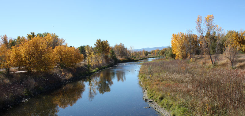 Trees in color on the South Platte River